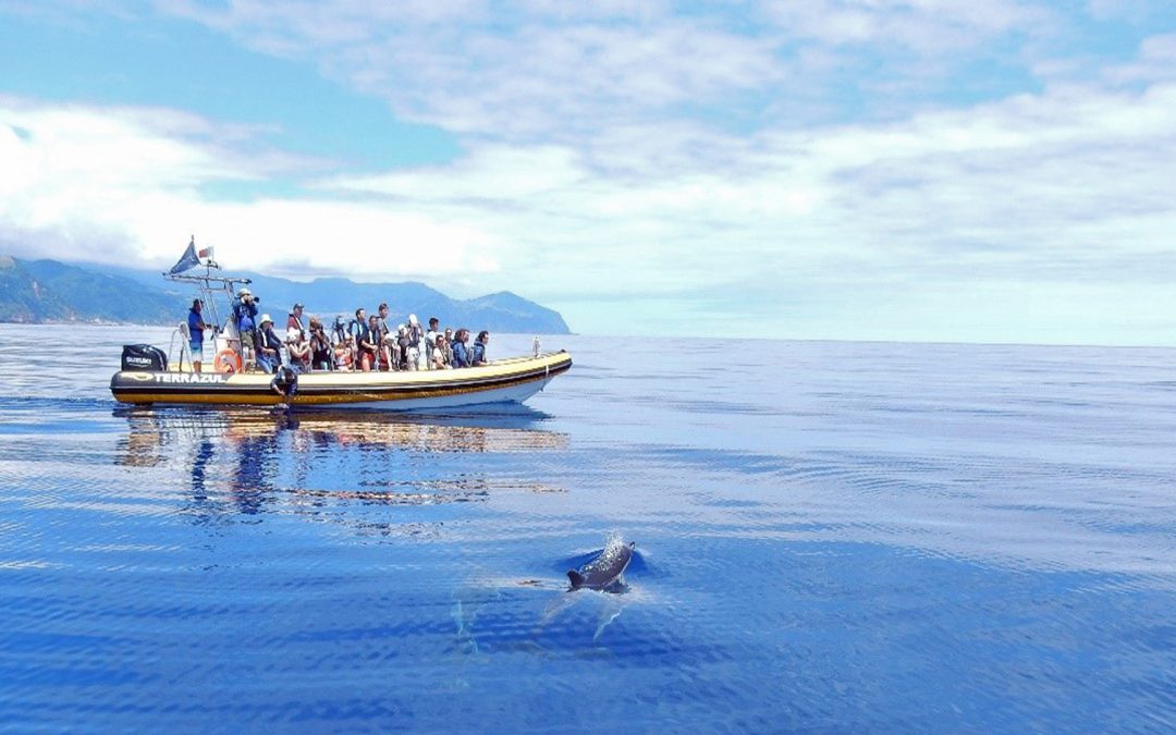Delfine und Wale in Freiheit erleben – Ein Leitfaden für sanftes und respektvolles Whale Watching
