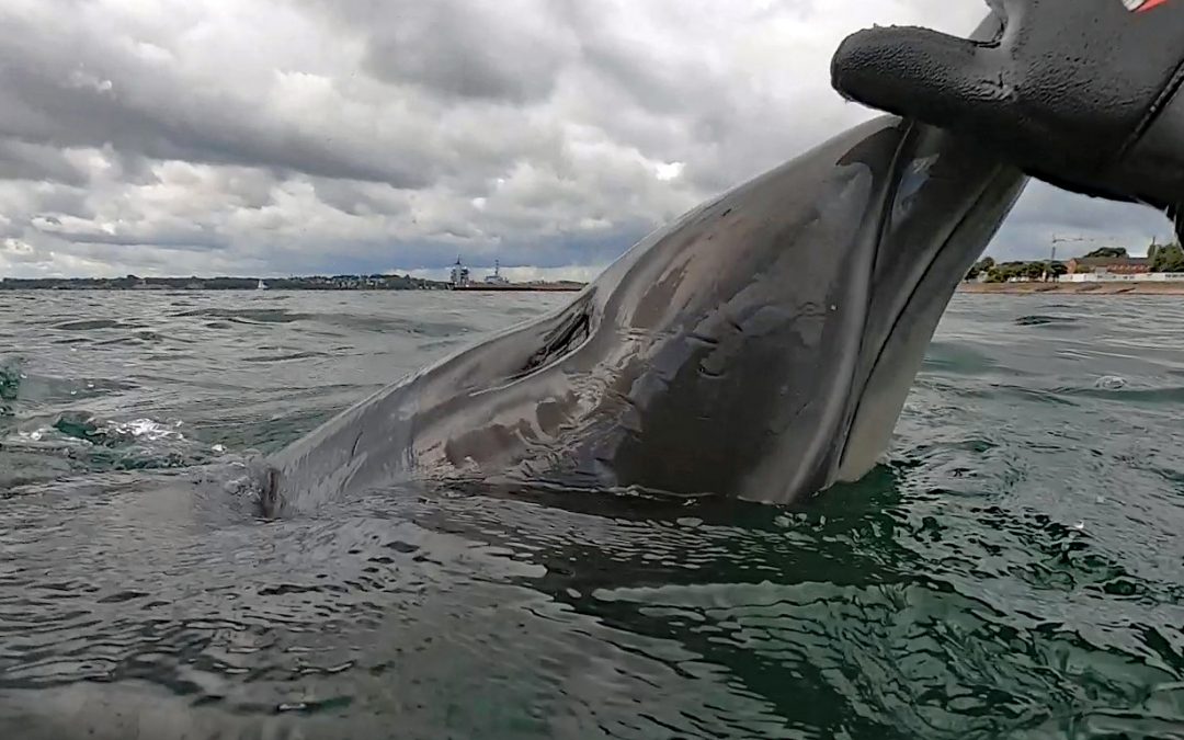 Tod des Eckernförder Delfins: Overtourism mitverantwortlich