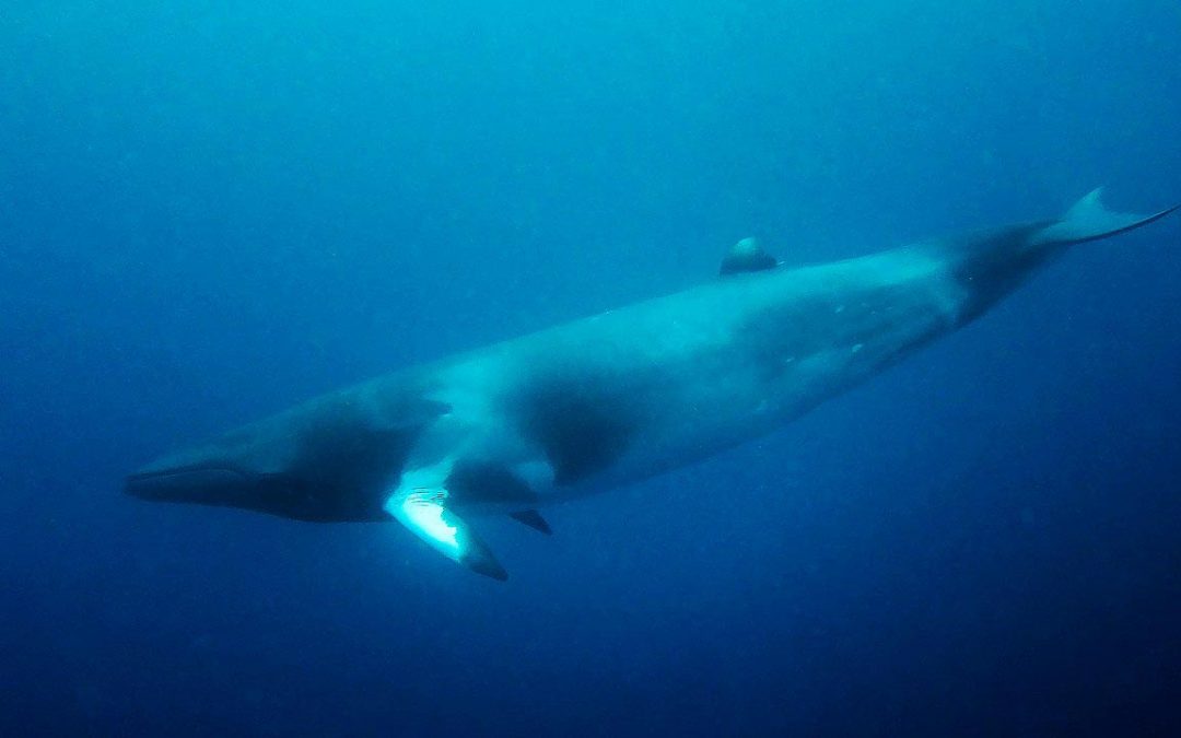 Petition gegen Wal-Experimente in Norwegen