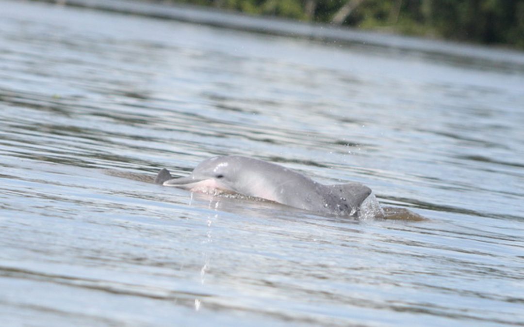 Weltweit alle Flussdelfine vom Aussterben bedroht