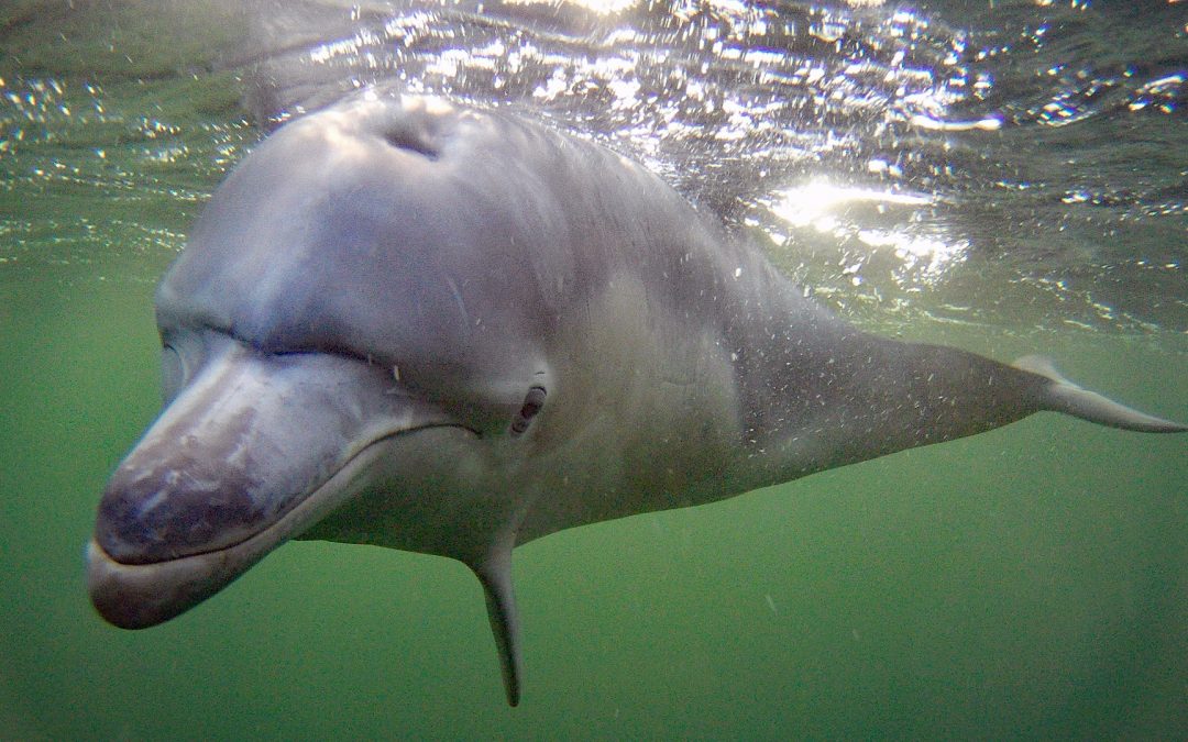 Delfin von Eckernförde ist tot