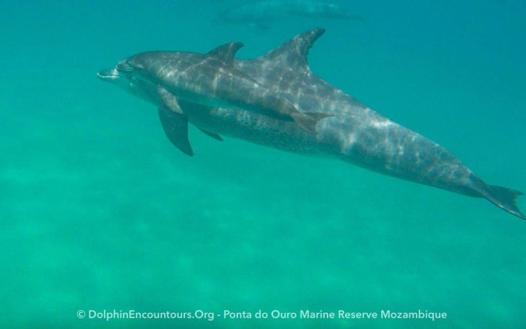 Delfine in Mosambik während der Corona-Pandemie