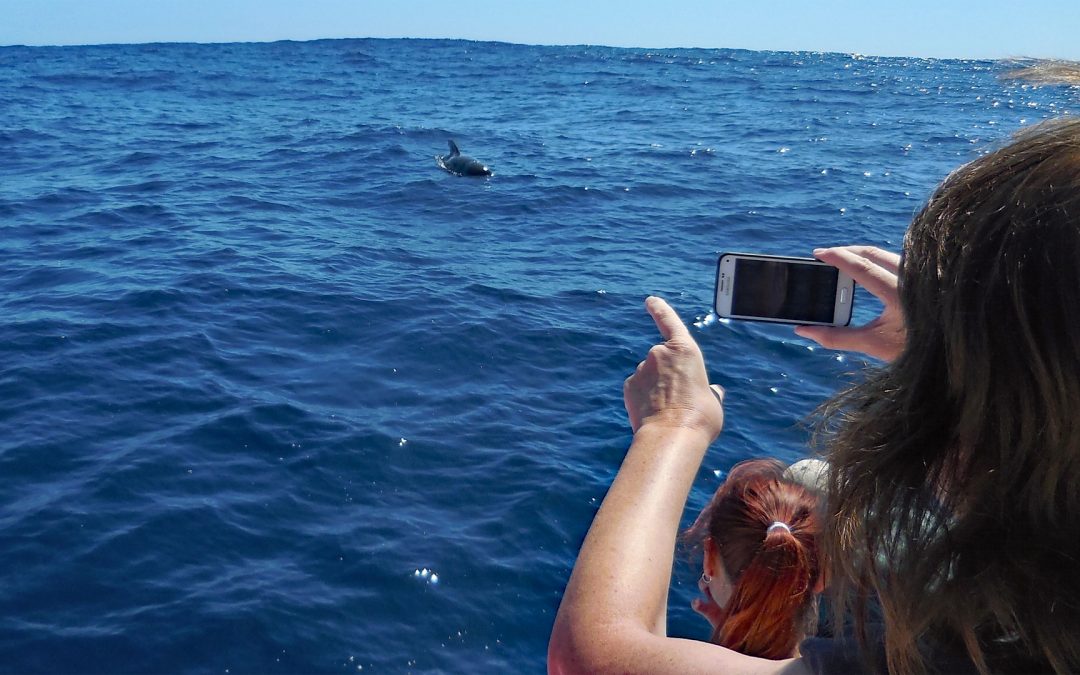 Delfin- und Walschutz vor La Gomera: Wir blicken nach vorn