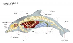 Anatomie eines Delfins