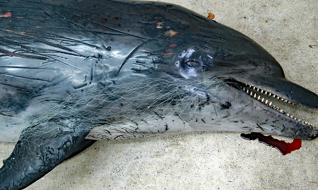 Adria-Delfine – Totfunde 2020 und Todesursachen