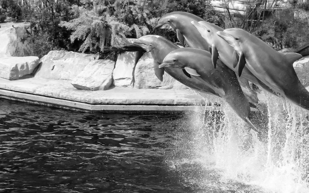 Zehn Jahre Delfinlagune Nürnberg – ein trauriger Jahrestag