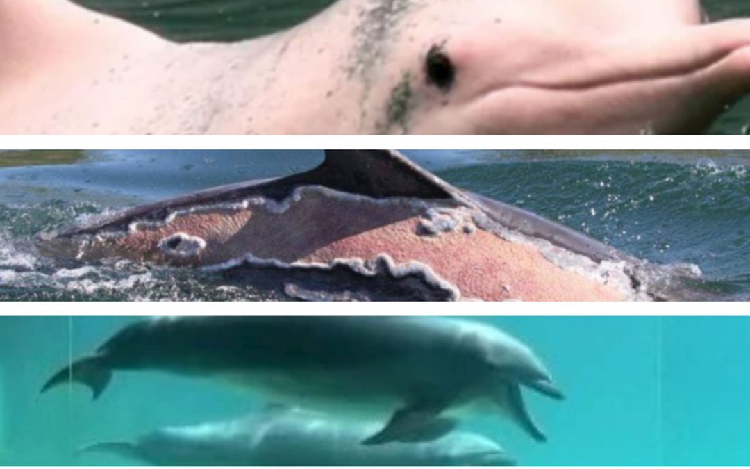 Von rosa Delfinen, einer Gähn-Premiere und dem Wunder der Geburt