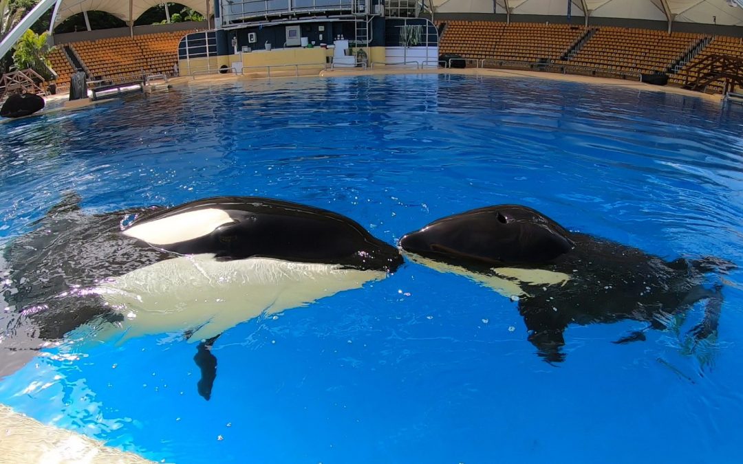 Nach dem Tod des Orca-Kalbs „Ula“: Wie viele Orcas müssen im „Loro Parque“ noch sterben?