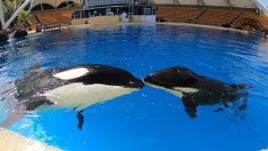 Orca Dame Morgan mit Kalb Ula / Foto: Loro Parque