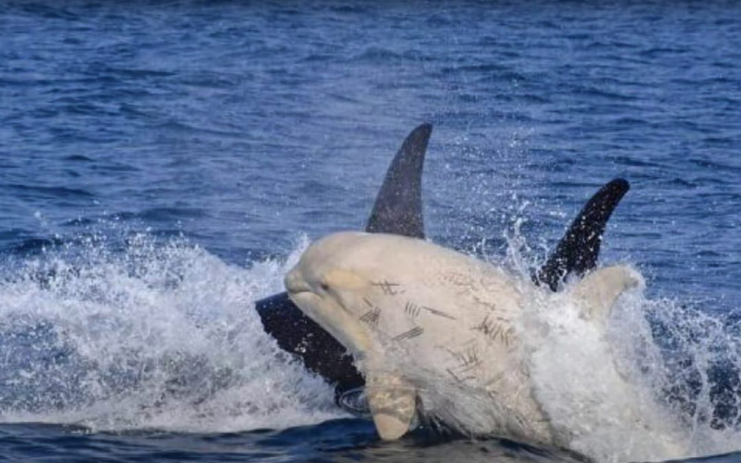 Phänomen weißer Orca: Wenn Albino-Wale auftauchen…