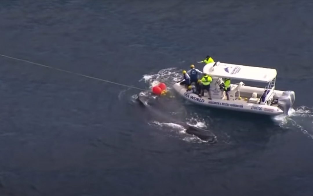 Gefährliche Rettungsaktion: Buckelwal verheddert sich im Hai-Netz