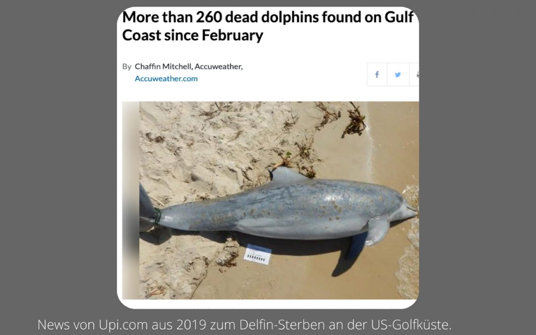 US-Golfküste: Führte ein milliardenschweres Projekt 2019 zum Tod hunderter Delfine?