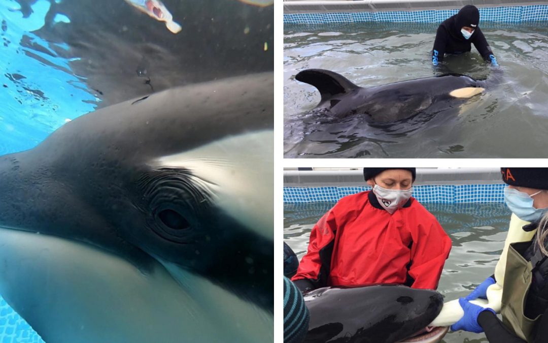Neuseeland: Kein Happy-End für Baby-Orca Toa
