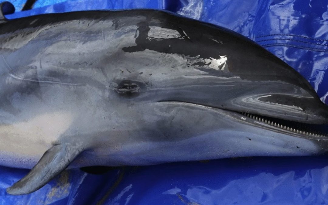 Hawaii: Neue Morbillivirus-Variante bereitet Delfin-Forschern große Sorge