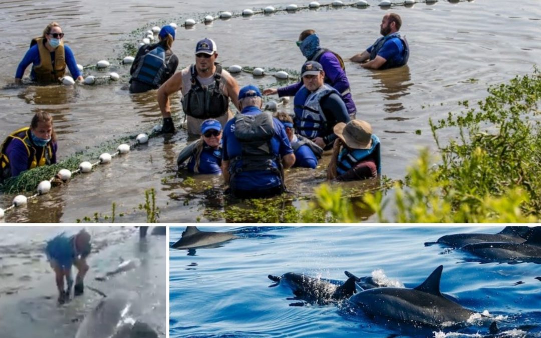 Menschen retten Delfine – Delfine retten Menschen