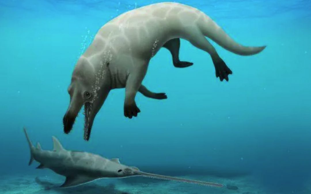 Vierbeiner mit Hufen: Ur-Wal lebte im Wasser und an Land