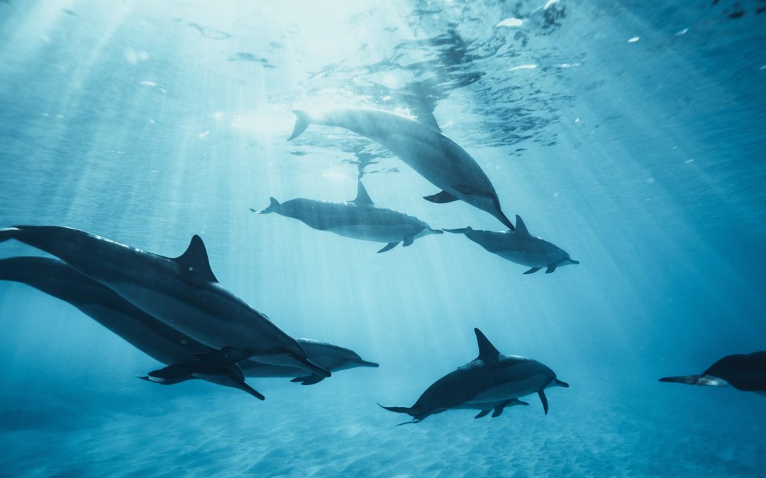 Hawaii: Das Schwimmen mit Spinnerdelfinen wird verboten