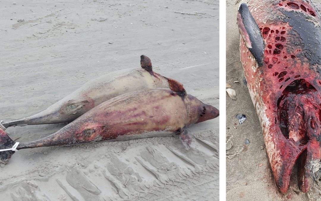 Durch Militärübung? Zahlreiche tote Schweinswale im niederländischen Wattenmeer