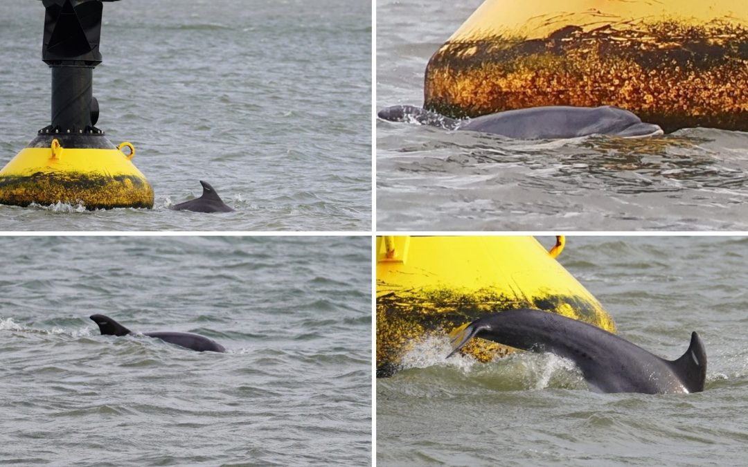 Delfinsichtung in Cuxhaven