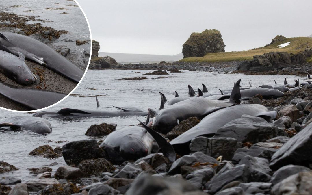 50 Grindwale sterben an der isländischen Küste