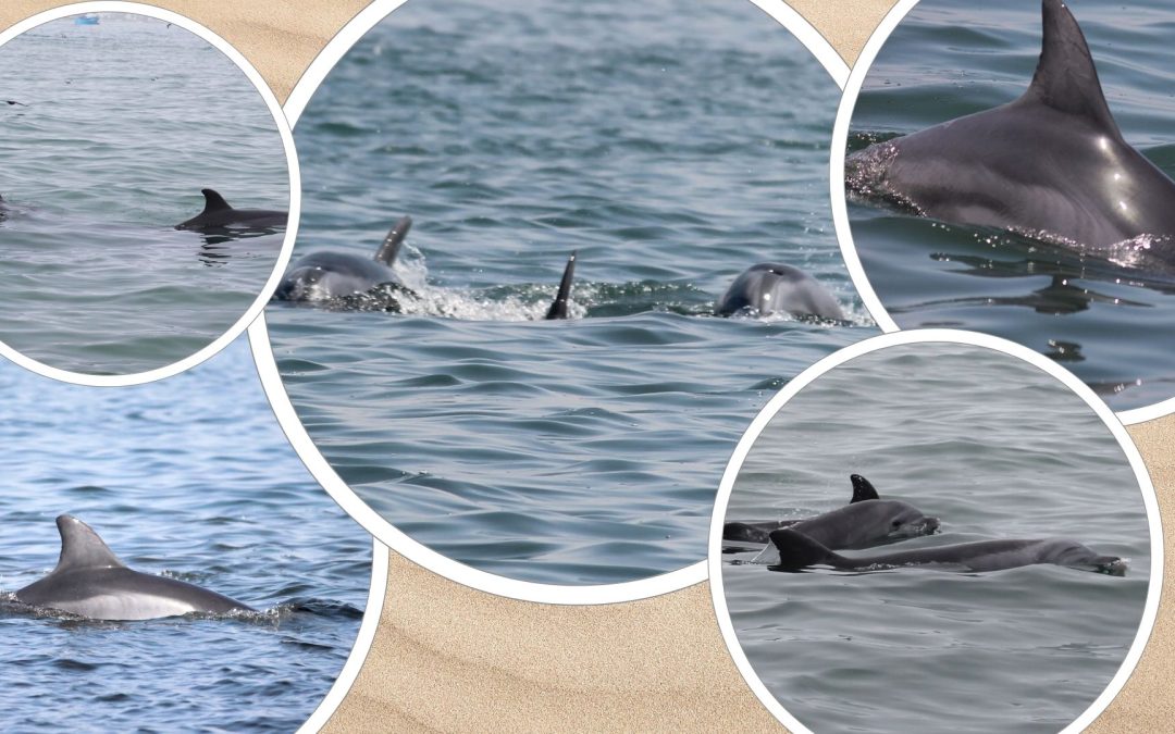 Peru: Delfinschutz statt Dynamitfischerei