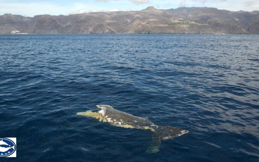 Zerteilt, erlegt, verfüttert und geschützt: Vier Top-News aus der Welt der Wale