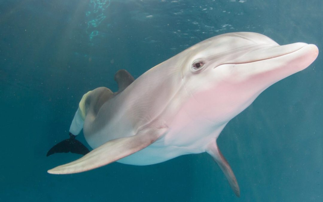 Großer Tümmler mit Prothese: Das berühmte Delfinweibchen „Winter“ ist tot