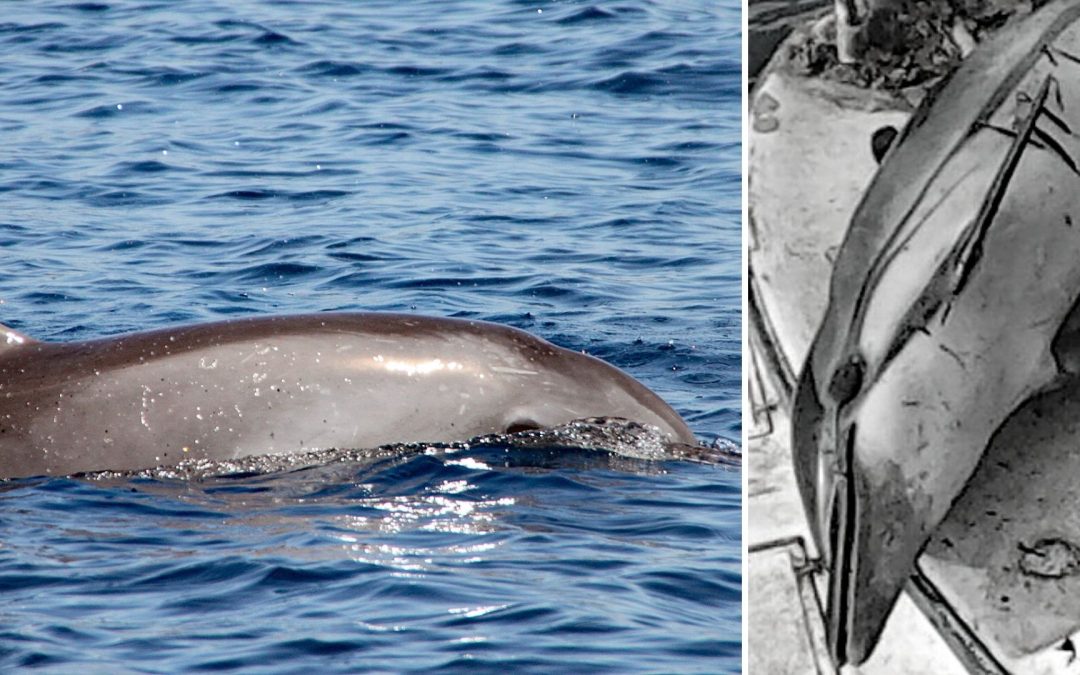 Totfunde & Sichtungen 2021: So ist die Lage bei den Adria-Delfinen