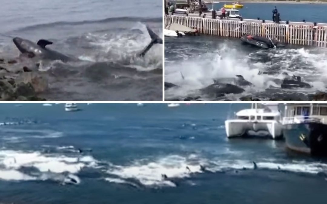 Argentinien: 50 Kleine Schwertwale verirren sich im Hafenbecken