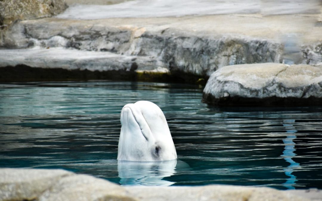 Mystic Aquarium Connecticut: Zwei tote Belugas in sechs Monaten