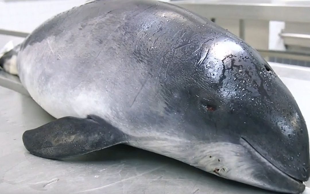 Studie bestätigt: Schweinswale sterben durch Sprengung von Munition