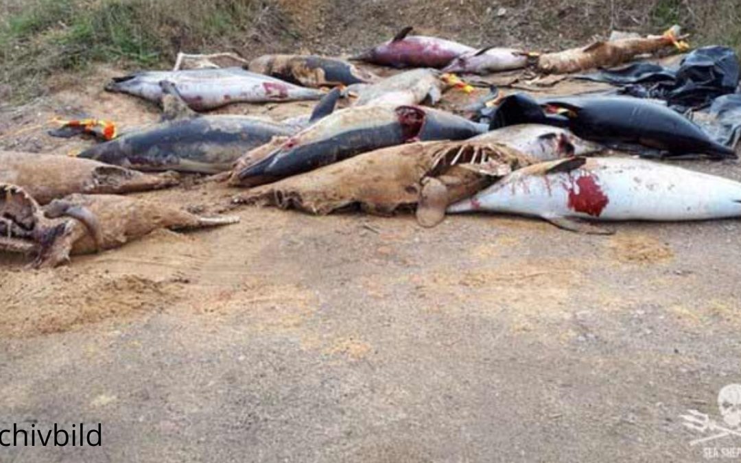 Frankreich: Delfine sterben zu Tausenden