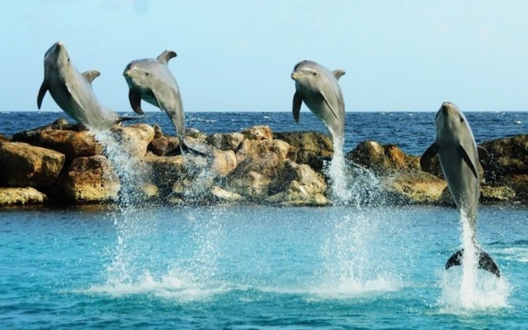 Petition gegen Delfin-Verkauf ins gefährliche Jeddah-Delfinarium