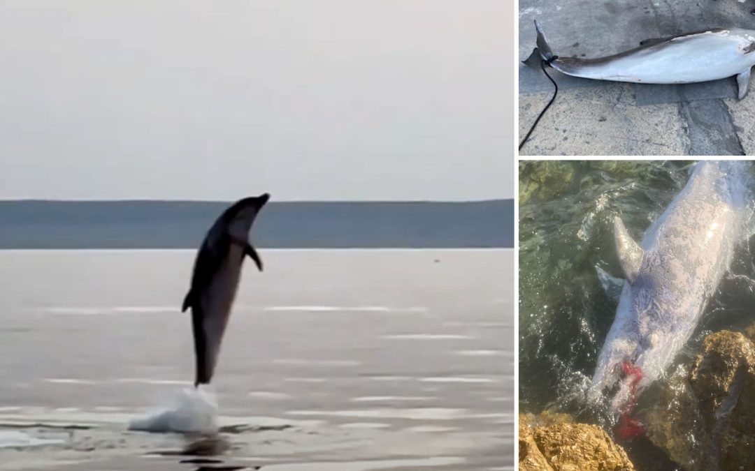 Totfunde und Sichtungen im Jahr 2022: Aufatmen bei den Adria-Delfinen