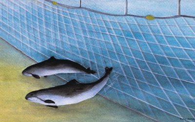Schädliche Schallattacken: Vergrämungsgeräte von Aquakulturen bedrohen Schweinswale und andere Meeressäuger