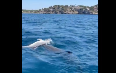 Vor Mallorca: Delfinmutter trauert um verstorbenes Jungtier