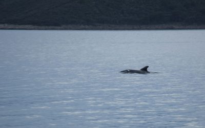 Adria-Delfin “Košara”: Eine Geschichte von Hoffnung und Überleben