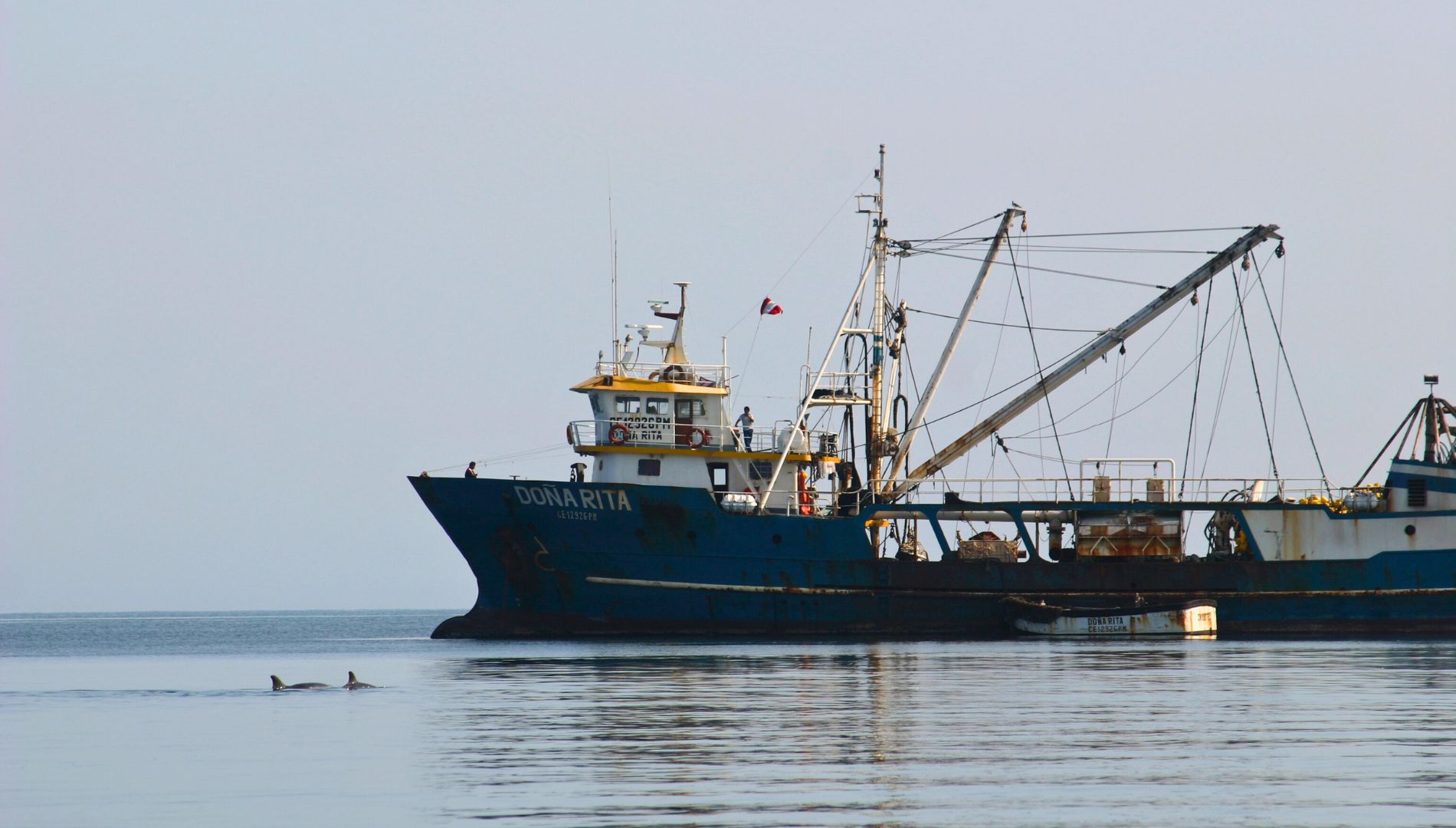 Neustart des Delfinschutzprojekts in Peru: Die Delfine waren während der ganzen Lockdown-Zeit da geblieben!