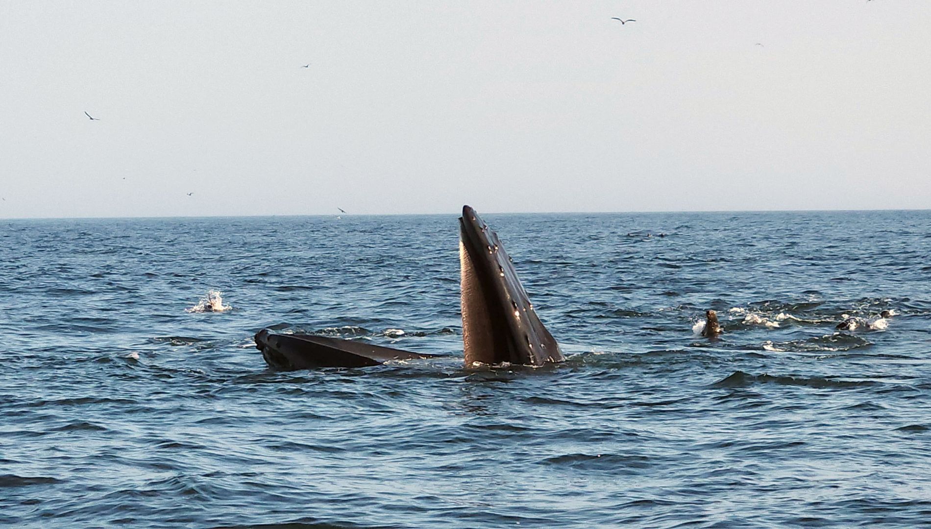 Neustart des Delfinschutzprojekts in Peru: Die Delfine waren während der ganzen Lockdown-Zeit da geblieben!