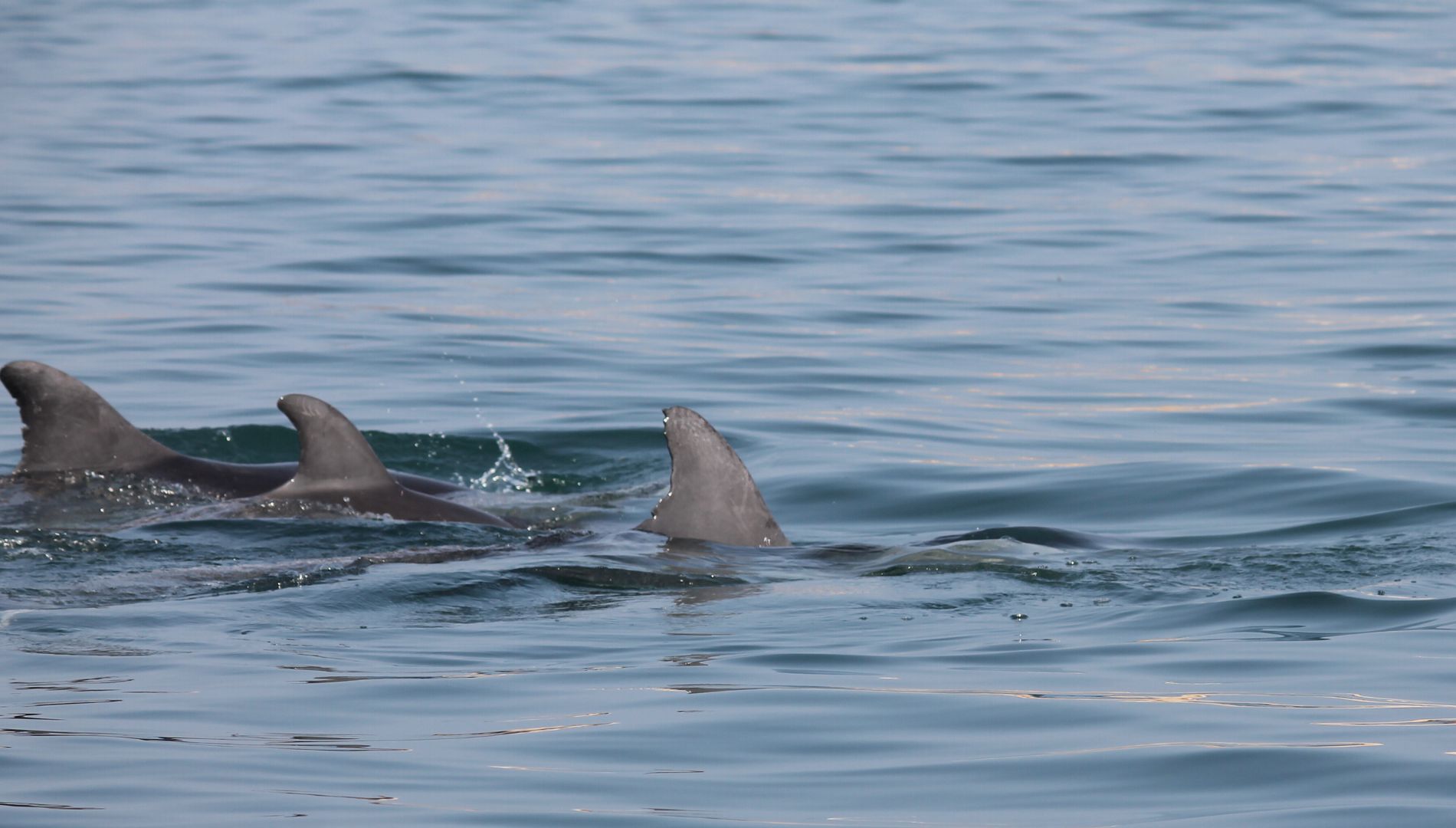 Neustart des Delfinschutzprojekts in Peru: Die Delfine waren während der ganzen Lockdown-Zeit da geblieben!