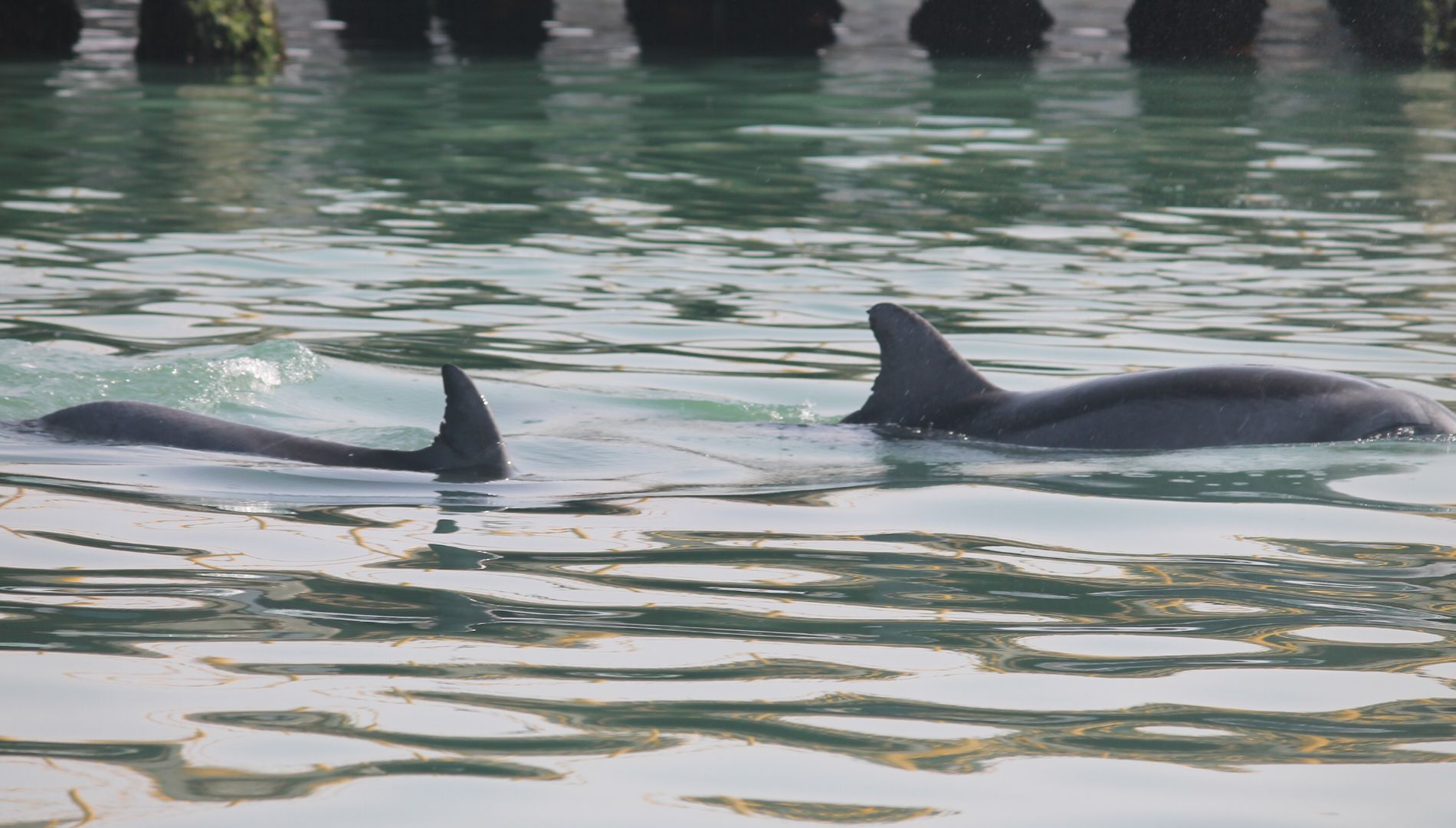 Neustart des Delfinschutzprojekts in Peru: Die Delfine waren während der ganzen Lockdown-Zeit da geblieben!