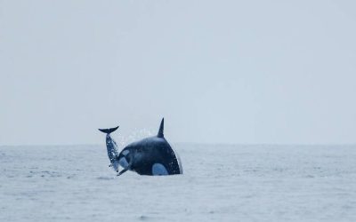 Schwarzdelfine bevorzugt: Wichtige Erkenntnisse zum Jagdverhalten von Orcas im Humboldtstrom